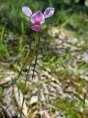 Diuris daltonii