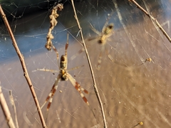 Trichonephila edulis