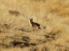 Vulpes corsac