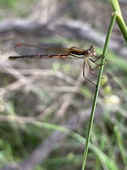 Austrolestes analis