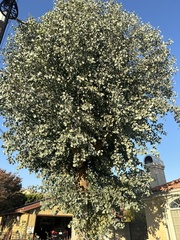 Eucalyptus polyanthemos