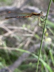 Austrolestes analis