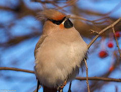 Bombycilla garrulus