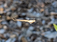 Tetragnathidae