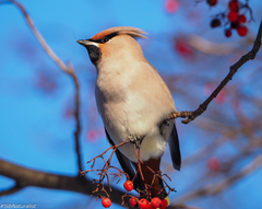 Bombycilla garrulus