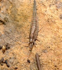Meinertellidae