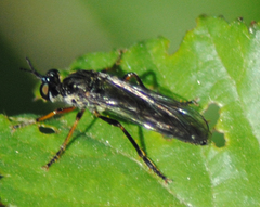 Dioctria