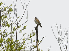 Turdus chrysolaus