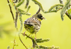 Emberiza personata