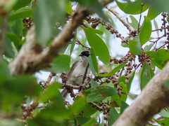 Melithreptus albogularis