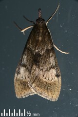 Uresiphita