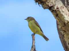 Microeca flavigaster