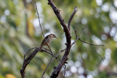 Ramsayornis modestus