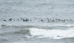 Melanitta stejnegeri