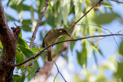 Meliphaga notata