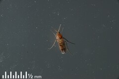 Anomalomyia guttata