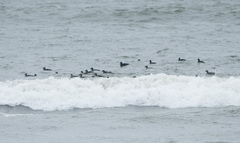 Melanitta stejnegeri