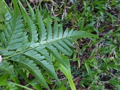 Davallia solida
