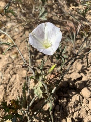 Convolvulus capensis