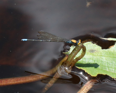 Pseudagrion aureofrons