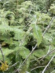 Urtica ferox