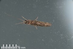 Hydrobiosidae