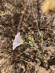 Convolvulus capensis