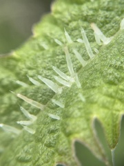 Urtica ferox