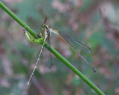 Ceriagrion aeruginosum