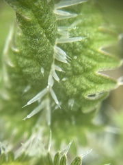 Urtica ferox