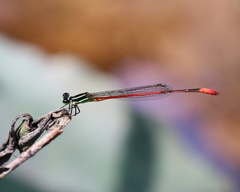 Argiocnemis rubescens