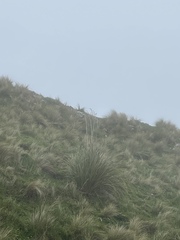 Austroderia richardii