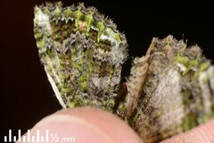 Austrocidaria similata