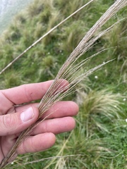 Austroderia richardii