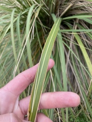 Austroderia richardii