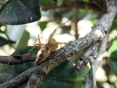 Oxyopes hasta