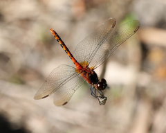 Diplacodes melanopsis