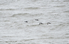 Melanitta stejnegeri