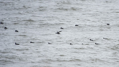 Melanitta stejnegeri