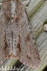 Ichneutica ustistriga