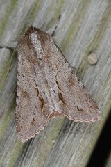 Ichneutica ustistriga