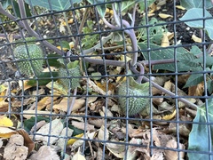 Datura wrightii