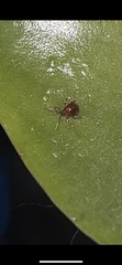 Gibbium aequinoctiale