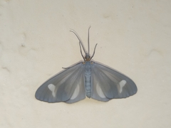 Lepidoptera