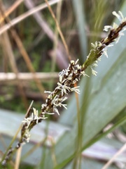 Carex secta