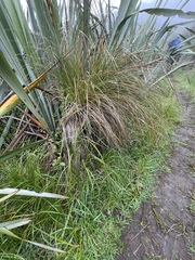 Carex secta