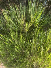 Acacia mucronata