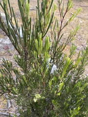 Acacia mucronata