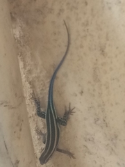 Trachylepis quinquetaeniata