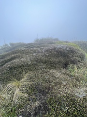 Corokia cotoneaster